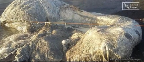 Hewan Yang Diduga Peliharaan Dajjal Ditemukan Di Indonesia Ini