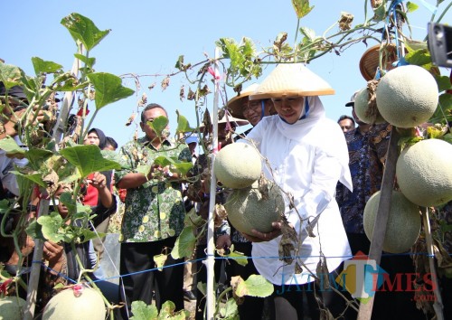 Gubernur Khofifah ketika mengikuti panen melon di Tuban