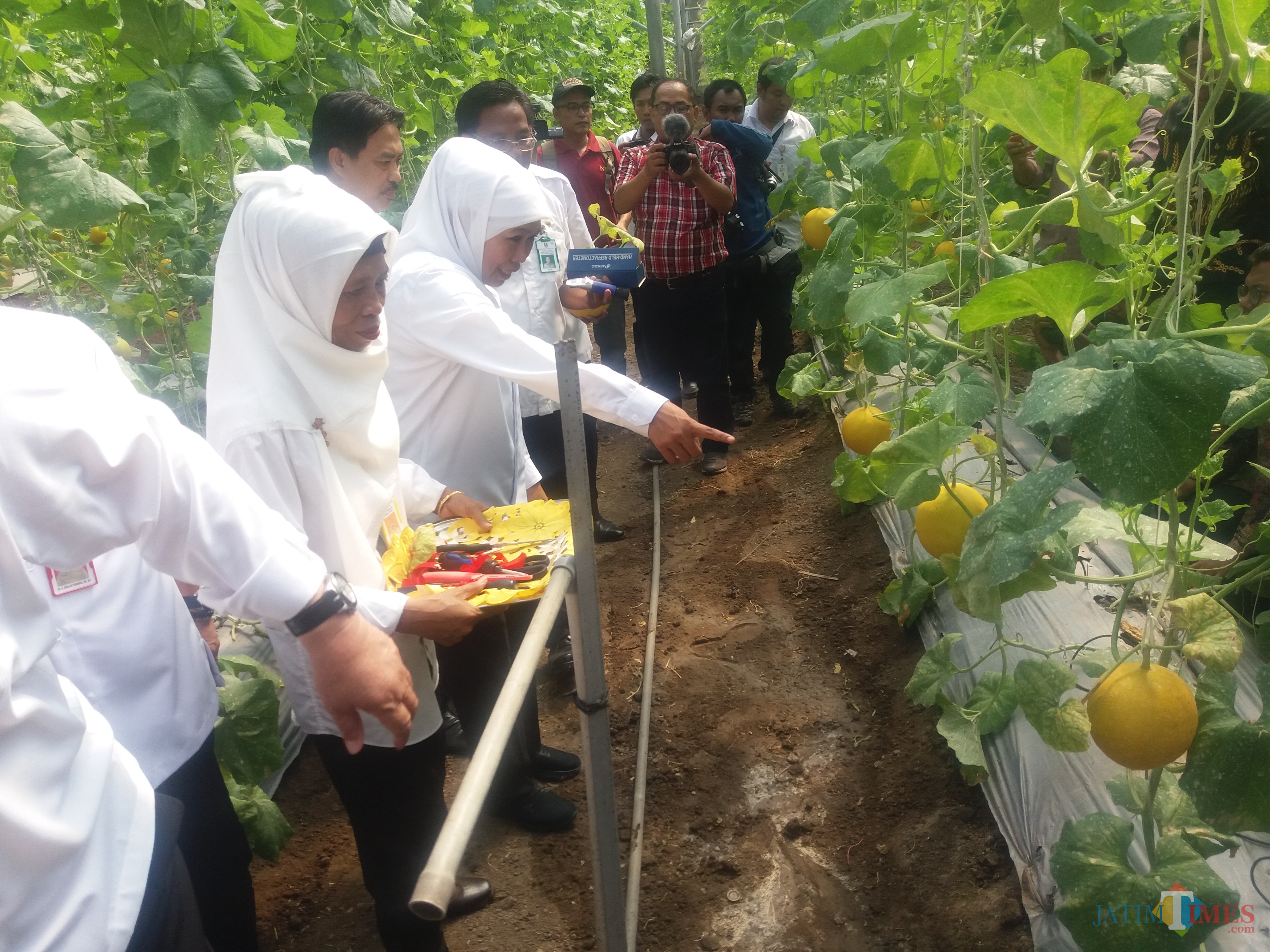 Gubernur Khofifah saat panen Melon Prima di UPT Pengembangan Agrobisnis Tanaman Pangan dan Holtikultura