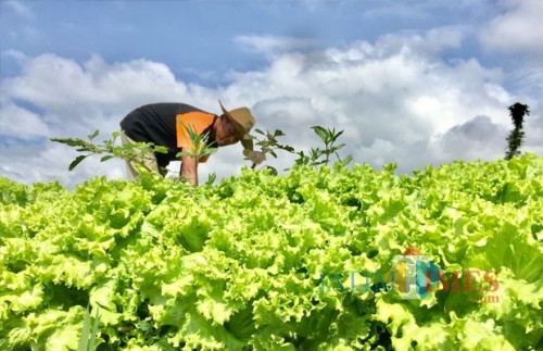 Salah satu petani saat menanam andewi di Kelufahan Temas, Kecamatan Batu. (Foto: Irsya Richa/MalangTIMES)