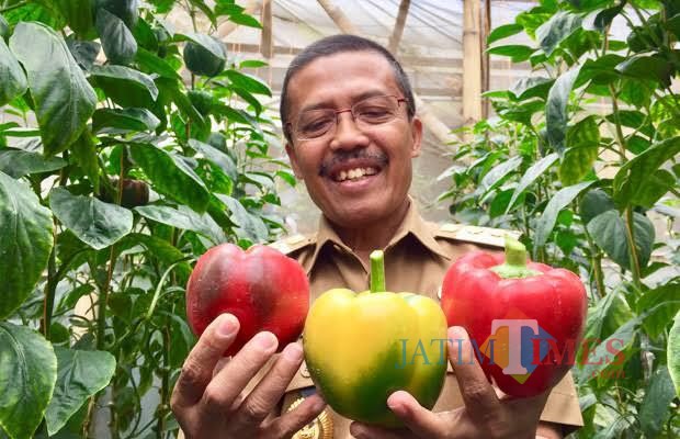 Wakil Wali Kota Batu Punjul Santoso saat petik paprika di Desa Sumber Brantas, Kecamatan Bumiaji. (Foto: Irsya Richa/MalangTIMES)