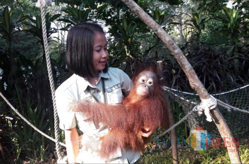 Orangutan Kalimantan.