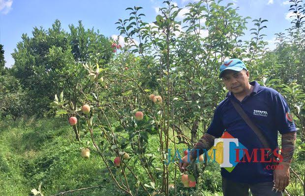 Lahan apel di Desa Tulungrejo, Kecamatan Bumiaji. (Foto: Irsya Richa/MalangTIMES)