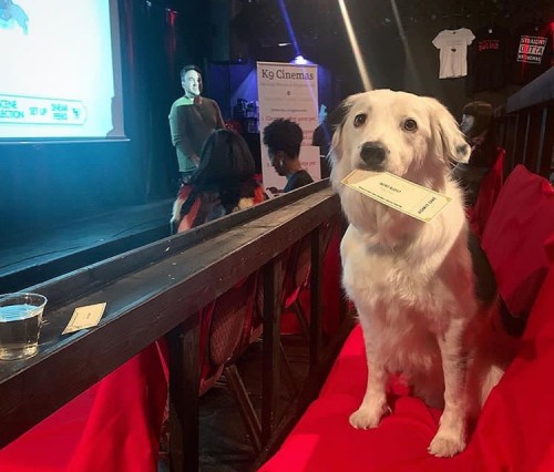 Salah satu anjing yang dibawa oleh pengunjung di K9 Cinemas. (Foto: istimewa)