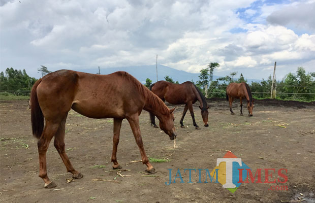 Para kuda betina saat berada di lapangan peternakan kuda Megastar, Desa Oro-Oro Ombo, Kecamatan Batu. (Foto: Irsya Richa/BatuTIMES)