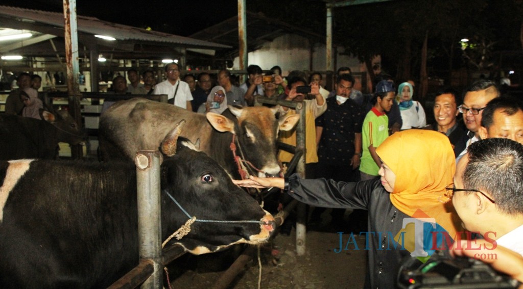 Gubernur Khofifah ketika sidak di rumah potong hewan (RPH).