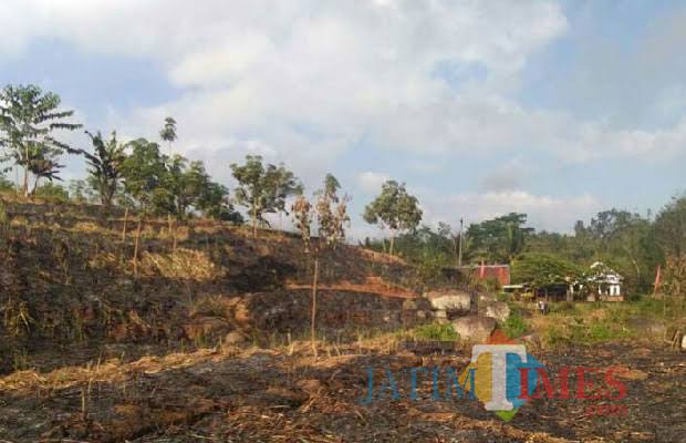 Lahan yang dipersengketakan di Tegalrejo dan dimenangkan pihak PTPN XII Pancursari (dok MalangTIMES)