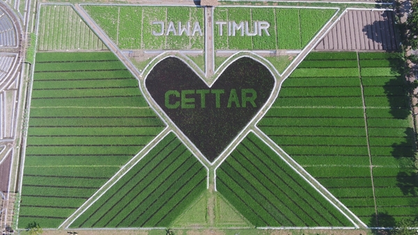 Lahan Sawah seluas 2,1 hektar di Kecamatan Papar Kabupaten Kediri nampak dari atas (ist)
