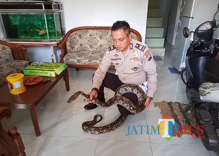 Aiptu Harry K, saat menunjukkan ular Piton peliharaannya (Anggara Sudiongko/MalangTIMES)