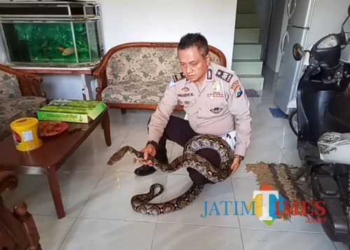 Aiptu Harry K, saat menunjukkan ular Piton peliharaannya (Anggara Sudiongko/MalangTIMES)