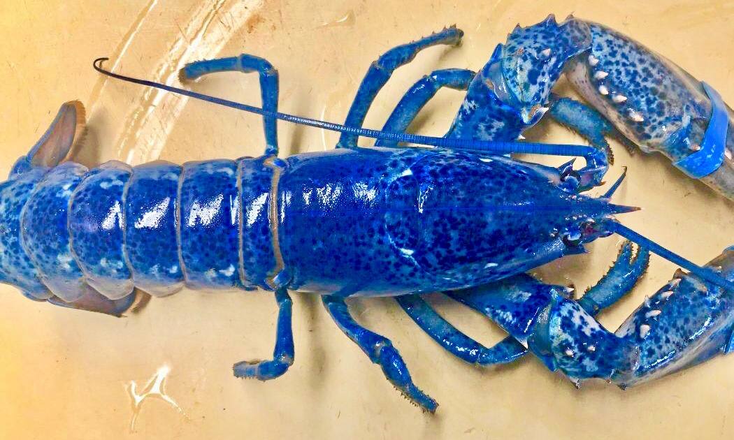 Lobster biru. (Foto: istimewa)