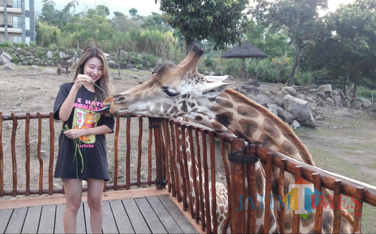 Seorang pengunjung memberi makan jerapah.