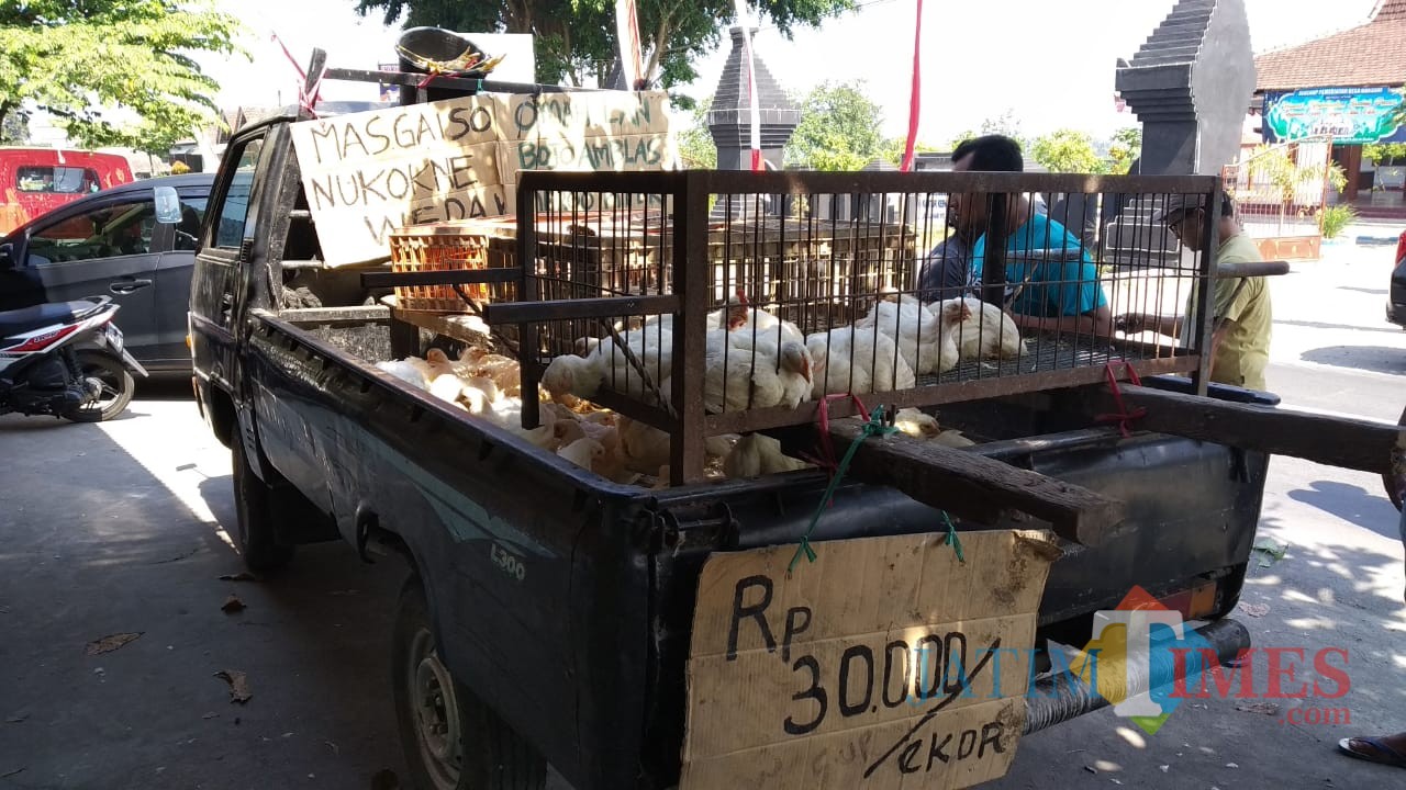 Budi Setyawan menjajakan ayam-ayamnya di depan kantor desa Bangsri.(Foto : Team BlitarTIMES)