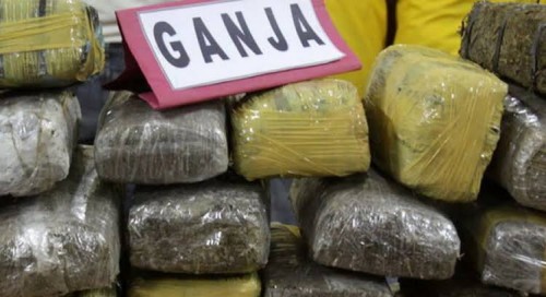 Ilustrasi bb ganja (okezone)