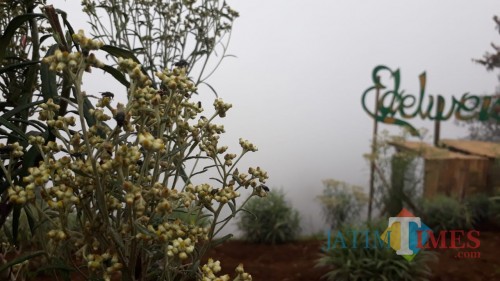 Tanaman edelweiss jawa yang termasuk kategori flora langka di kawasan Taman Nasional Bromo Tengger Semeru. (Foto: Nurlayla Ratri/MalangTIMES)