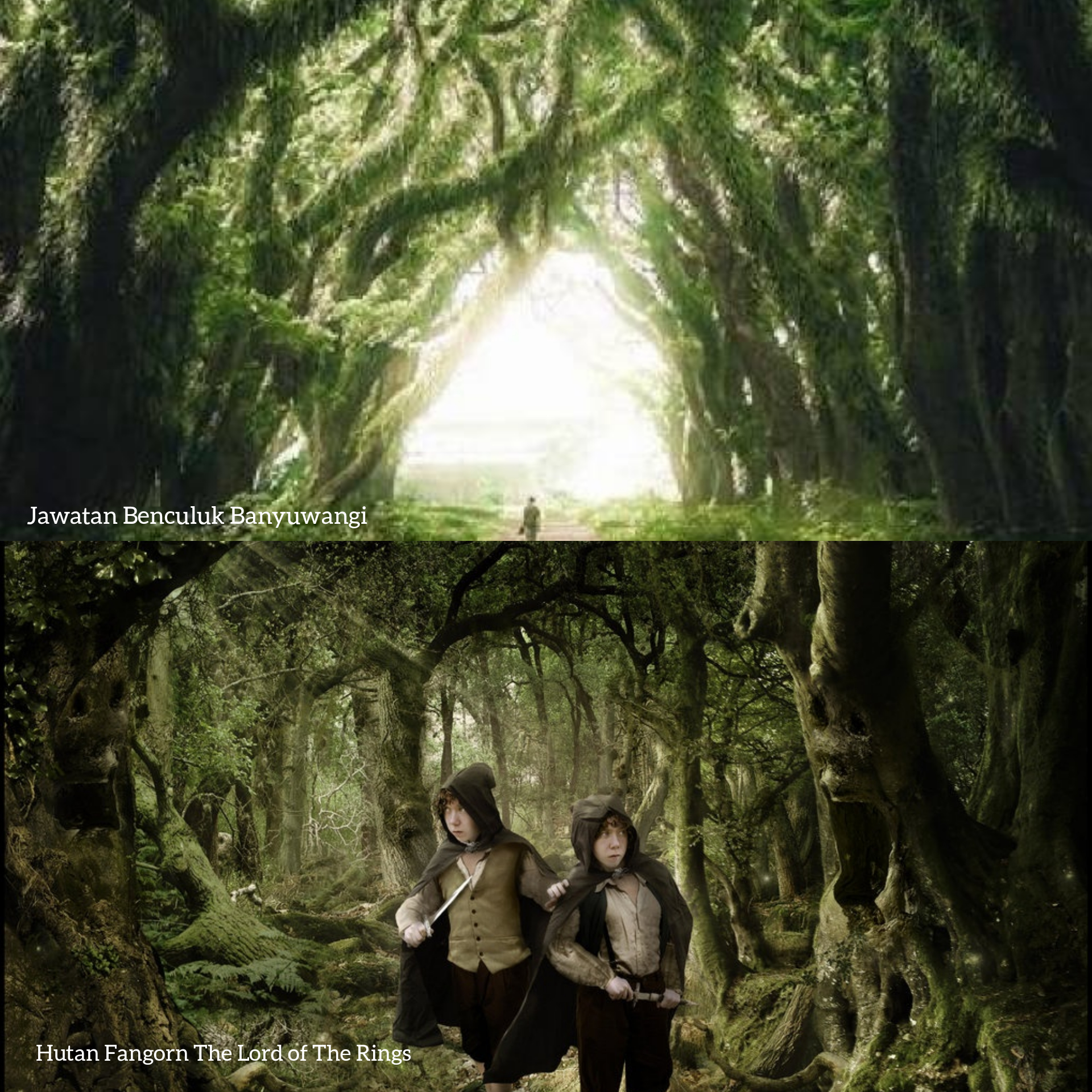 Keindahan Jawatan Benculuk yang nyaris persis dengan Hutan Frangon The Lord of The Rings. (Foto: Istimewa)