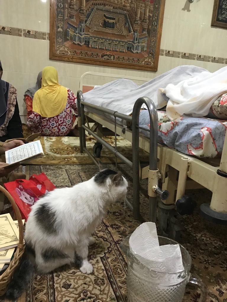 Kucing bernama Messi saat berada di samping jenazah tuannya.