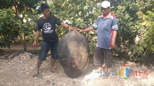 Warga menunjukan karapas penyu yang ditemukan. (ist)