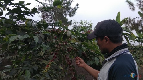 Anggota Poktan Samadi Prigen tengah memanen biji kopi arabika dari varietas cobra di lereng Gunung Arjuno. (Foto: Nurlayla Ratri/MalangTIMES)