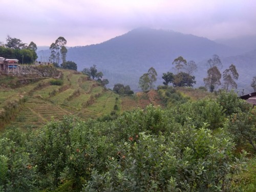 Tanaman apel di Junggo Tulungrejo Kota Batu