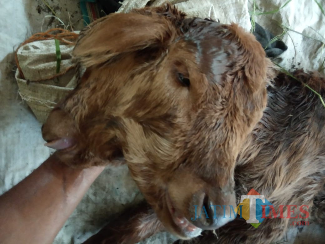 Seekor anak sapi lahir dengan kondisi berkepala dua, di Desa Bangsongan, Kecamatan Pagu, Kabupaten Kediri pada Sabtu (6/7) . Foto: (Bambang Setioko/JatimTIMES)
