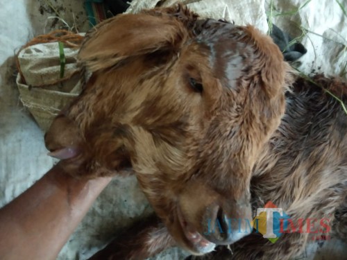 Seekor anak sapi lahir dengan kondisi berkepala dua, di Desa Bangsongan, Kecamatan Pagu, Kabupaten Kediri pada Sabtu (6/7) . Foto: (Bambang Setioko/JatimTIMES)