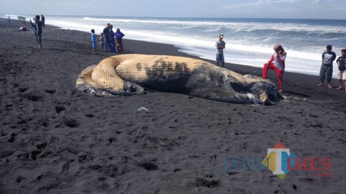 Ikan paus terdampar di Pantai Bambang Pasirian (Foto : Moch. R. Abdul Fatah / Jatim TIMES)