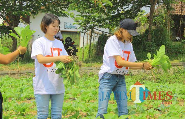 Para mahasiswa saat memanen sayur organik di Kampung Ekologi, Kelurahan Temas, Kecamatan Batu beberapa saat lalu.