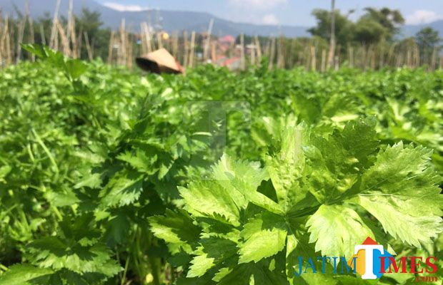 Petani sedang merawat sayur seledri di Dusun Sumberejo, Desa Sumberejo, Kecamatan Batu. (Foto: Irsya Richa/MalangTIMES)
