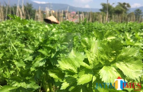 Petani sedang merawat sayur seledri di Dusun Sumberejo, Desa Sumberejo, Kecamatan Batu. (Foto: Irsya Richa/MalangTIMES)