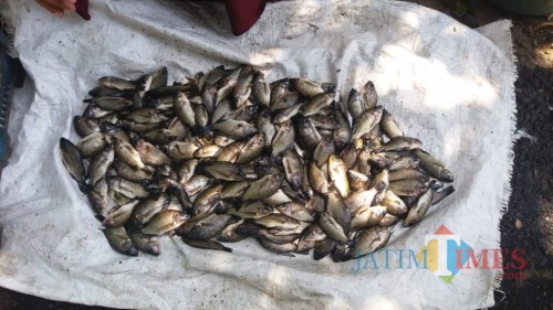 Hasil tangkapan warga sangat melimpah saat fenomena koyok (Foto : Moch. R. Abdul Fatah / Jatim TIMES)