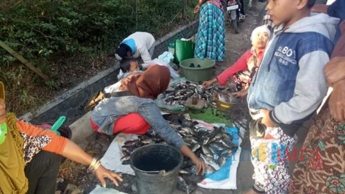 Ikan nila dengan ukuran kecil dijual dengan harga sangat murah (Foto : Warganet / Jatim TIMES)