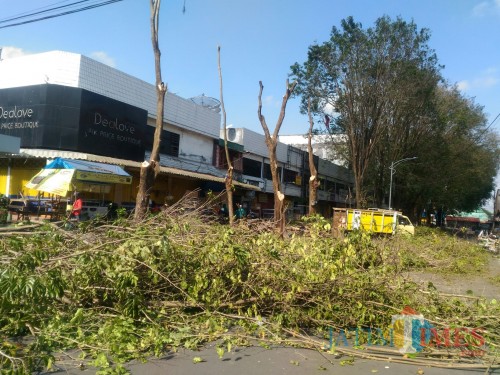 Pemangkasan pohon yang dilakukan oleh DLH Lumajang (Foto : Moch. R. Abdul Fatah / Jatim TIMES)