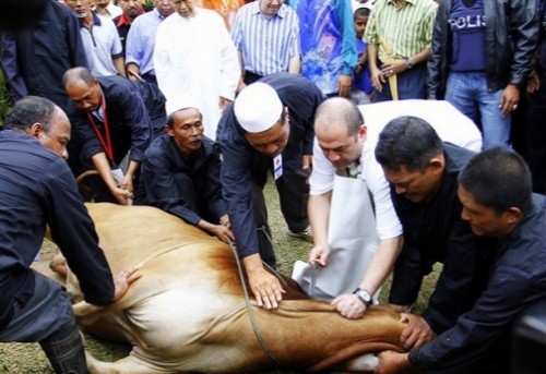 Pemkab Malang kuatkan para Juleha dalam menghadapi hari idul adha datang (Ist)