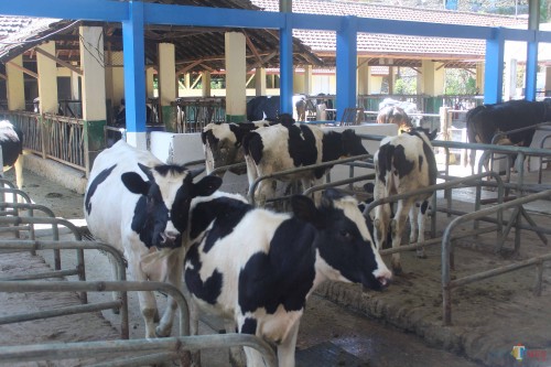 Kandang peternakan sapi perah di BBPP Batu.(Foto : Aunur Rofiq/BlitarTIMES)