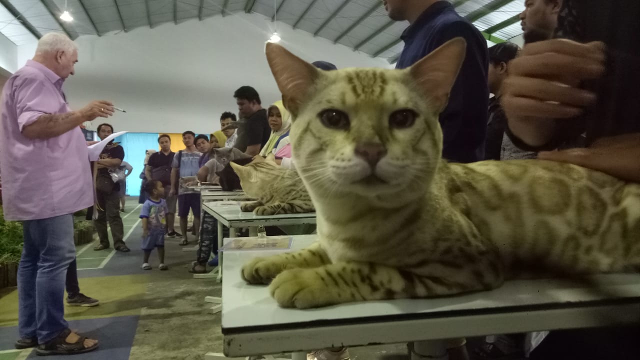 Kontes Kucing Internasional 2019 Di Jatim Park 2 Jurnal Terkini
