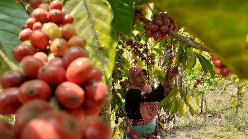 Petani Kopi Desa Taji saat memanen biji kopi (Pipit Anggraeni/MalangTIMES).