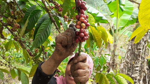 Petani Kopi Desa Taji saat memanen biji kopi (Pipit Anggraeni/MalangTIMES).