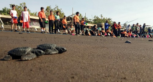 Para pelajar SD melepaskan tukik di Pantai Warudoyong