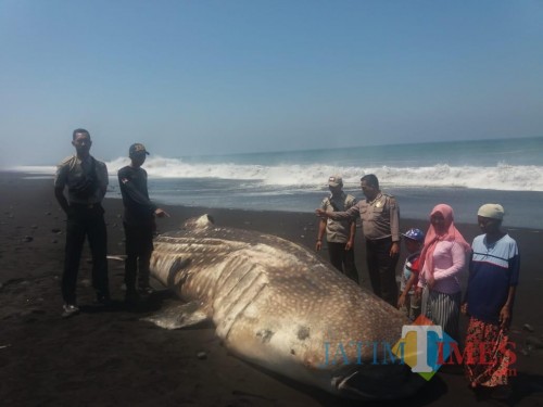 Inilah ikan paus sepanjang 6 meter yang terdampar di Pantai Selatan Lumajang (Foto : Moch. R. Abdul Fatah / Jatim TIMES)