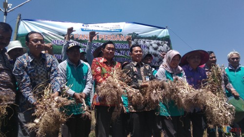 Panen perdana demplot bawang putih di Kota Batu. (Foto: Nurlayla Ratri/MalangTIMES)