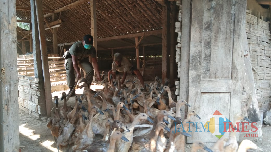 Satpol PP dibantu warga berusaha menghalau bebek untuk diangkut ke kandang lain milik Abu Talkhah (foto : Joko Pramono/Jatim Times)