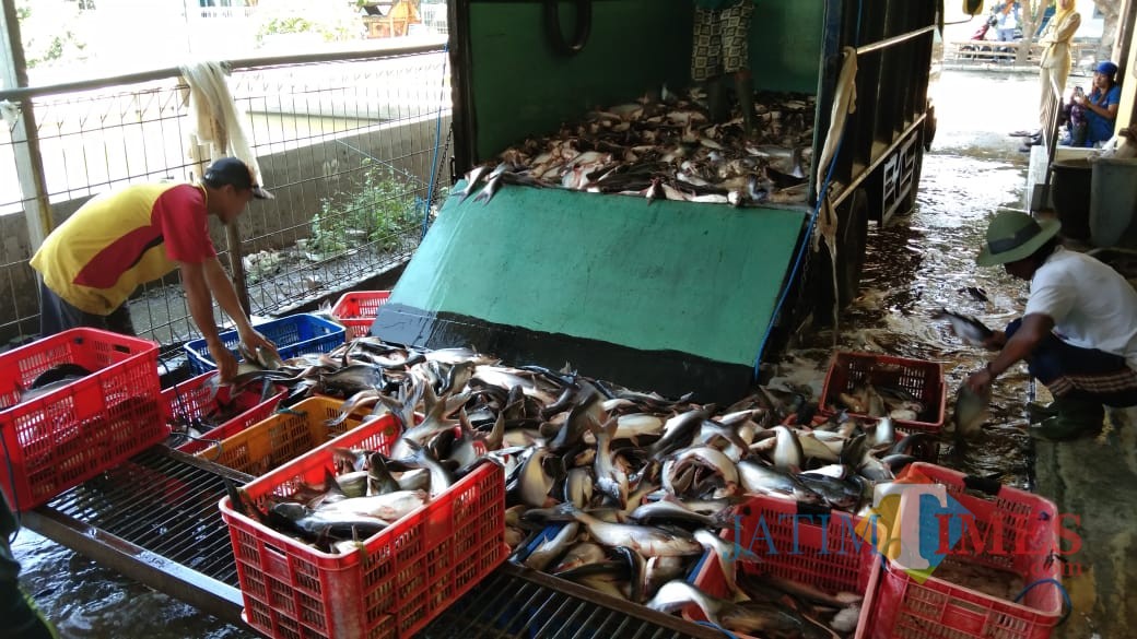 Produksi ikan patin Tulungagung yang melimpah (foto : Joko Pramono/JatimTIMES)