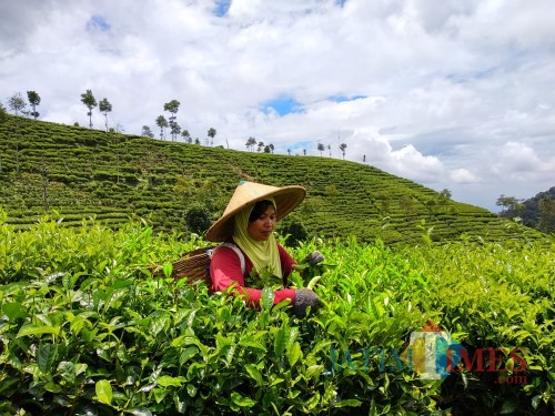 Perkebunan Teh Sirah Kencong, salah satu objek wisata andalan Kab Blitar.(Foto : Malik Naharul/BlitarTIMES)