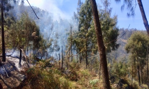 Kebakaran lahan hutan di Gunung Arjuno. (Foto: istimewa)