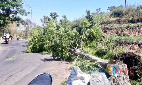 Pohon dengan diameter 100 centimeter dan tinggi 20 meter tumbang di Jalan Ngukir, Dusun Ngukir, Desa Torongrejo, Kecamatan Junrejo, Rabu (2/10/2019).