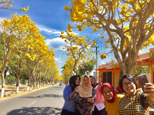 Masyarakat saat mengambil gambar latar belakang pohon tabebuya jalan Ksatrian Arhanud, Desa Pendem Kecamatan Junrejo. (Foto: Irsya Richa/MalangTIMES)