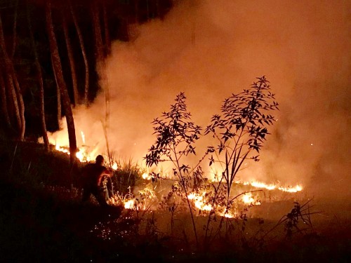 kebakaran hutan dan lahan di petak 9B Desa Gunungsari, Kecamatan Bumiaji, Rabu (1/10/3019) malam. (Foto: istimewa)