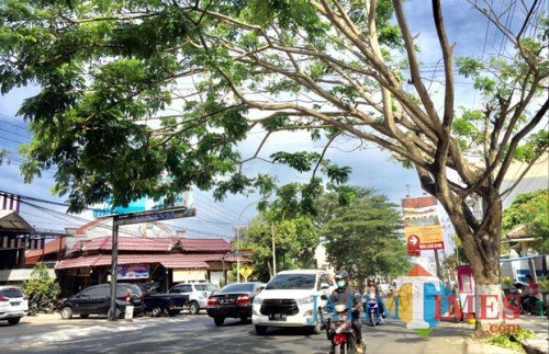 Salah satu pohon rawan saat angin kencang di Jl Diponegoro, Kecamatan Batu. (Foto: Irsya Richa/MalangTIMES)