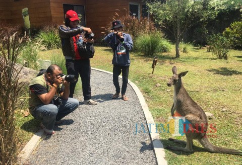 Peserta memotret satwa langka Kanguru